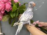 Ожереловый попугай Белый мраморный - птенцы в семью - фото 1