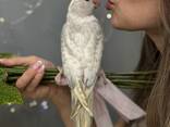 Ожереловый попугай Белый мраморный - птенцы в семью - фото 3