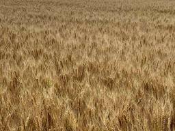 Семена озимой пшеницы Лира Одесская ЭЛИТА. Урожай 2021