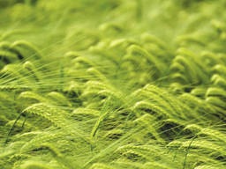 Озимая пшеница Смуглянка