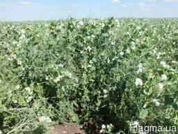 Озимий горох НС МОРОЗ 1р