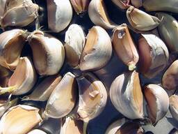 Озимий часник продам на посадку