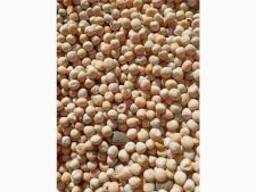 Озимий горох Баллтрап