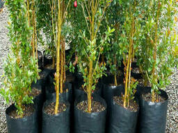 Пакет для рассады (50,0л) 40*75