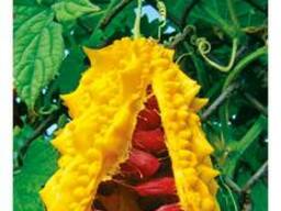 Пакетированные семена