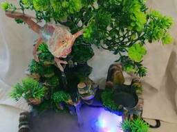 Пантеровый хамелеон. Фонтан для хамелеона. Рептилия.