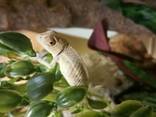 Пантеровый хамелеон (Furcifer Pardalis). - фото 5