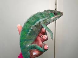 Пантеровый хамелеон, яркие самцы и самки для дома, ручные