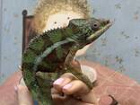 Пантеровый хамелеон окрашенные самцы и самки , террариумы в наличии - фото 1