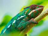 Пантеровый или пантерный хамелеон (Furcifer pardalis) - фото 3