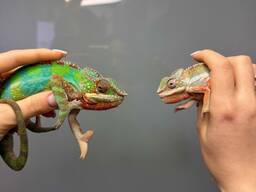 Пантеровий хамелеон, ручний хамелеон, хамелеони різних морф