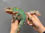 Пантеровий хамелеон, ручний хамелеон, хамелеони різних морф - фото 1