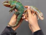 Пантеровий хамелеон, ручний хамелеон, хамелеони різних морф - фото 3