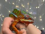 Пантеровий хамелеон яскрава ящірка ручна - фото 3
