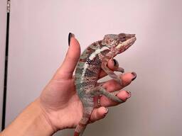 Пантеровий яскравий хамелеон, самці та самочки