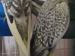 Папуга Корелла (німфа)