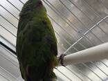 Папуга новозеландський - фото 2