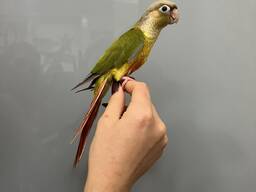 Папуга піррура, ручний говорящий папуга піррура салатовий