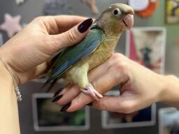 Папужка піррура