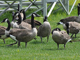 Пара канадских гусей - казарки, пара канадских казарок maxima