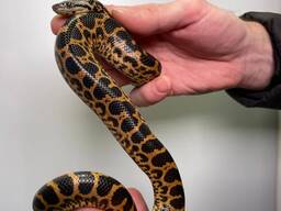 Парагвайська анаконда, карликова змія, домашня анаконда жовта