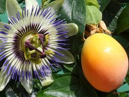 Пассифлора (Маракуйя) Саженцы ЗКС