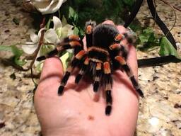 Пауки разного виду, Брахипельма Смитти, Птеринопельма Сазимай, синий красный паук и другие