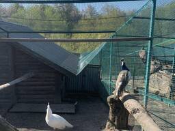 Павлин арлекин - сформированная рабочая семья