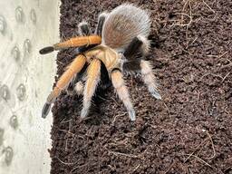 Павук афонопельма біколоратум