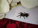 Павук Brachypelma emilia.