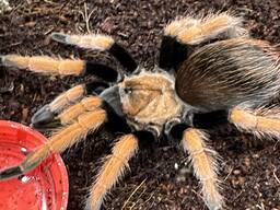 Павук птахоїд Афонопельма Біколоратум, помаранчевий павук