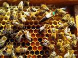 Пчелиные матки. Бджоломатки - фото 3