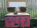 Бджоломатки Карніка, Карпатка 2023 Пчелиная Матка Пчеломатки Матки - фото 2