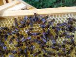 Пчеломатки 2019 года Карпатка и Украинская Степная - Плодные