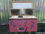 Пчеломатки Карпатка, Карника 2022 Плідні Бджолині Матки - фото 2