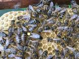 Пчеломатки Карпатка, Карника 2023 Плідні Бджолині Матки - фото 2