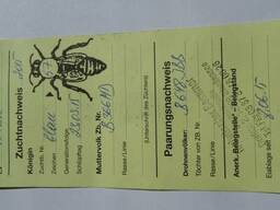 Пчеломатки, плодные матки Бакфаст B 366(MD) ИО