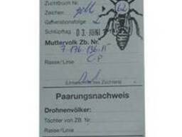 Пчеломатки, плодные матки Карника ИО