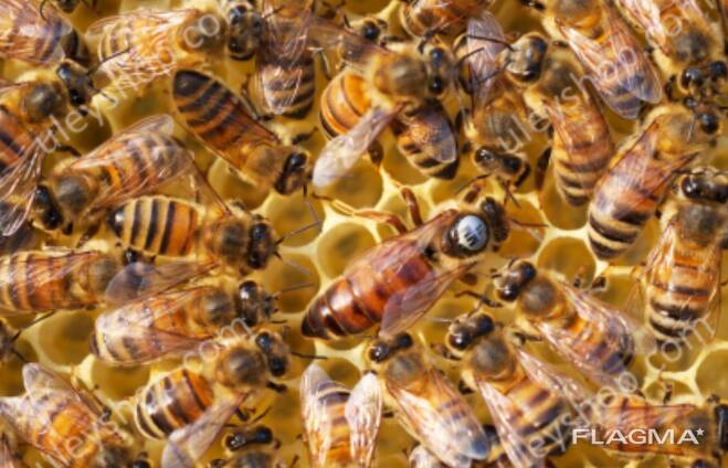 Пчелопакеты 2023, украинская степовая