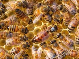 Пчелопакеты 2023, украинская степовая