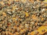 Пчелопакеты - фото 1