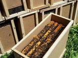 Пчелопакеты (Карпатка Карника Бакфаст) на 4 рамки Опт и Розница