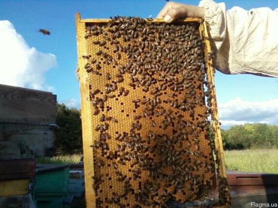 Пчелопакеты карпатской породы 5 рамочные