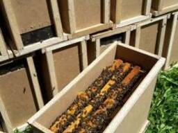 Пчелопакеты Карпатской породы