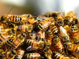 Пчелы, пчелосемьи, пчелопакеты 2023 Луганск, ЛНР