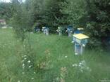 Пчёлы. Пчелопакеты и плодные матки карпатской пчелы. Вся Укр. - фото 2