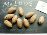Пекан (10 штук) сорт "Melros" (ранний) семена орех кария. ..