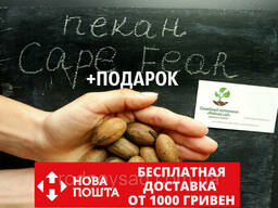Пекан (10 штук) сорта "Cape Fear" (ранний) семена орех. ..