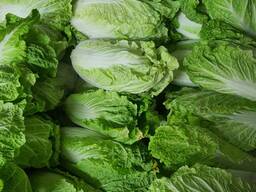 Пекінська капуста
