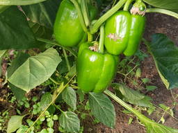 Перец болгарский "Геркулес"